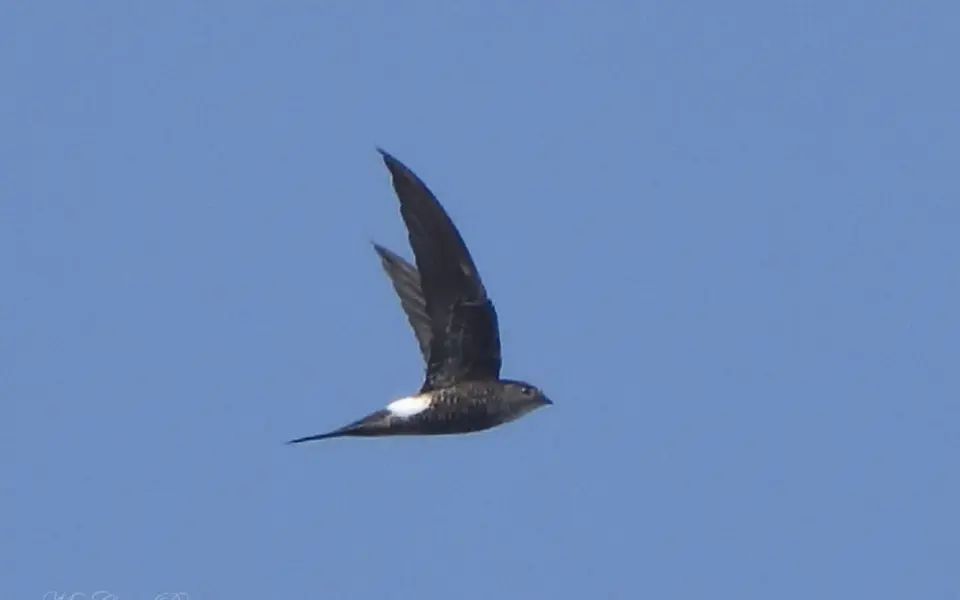 Pacific Swift (Apus pacificus) — photo 1 of 5