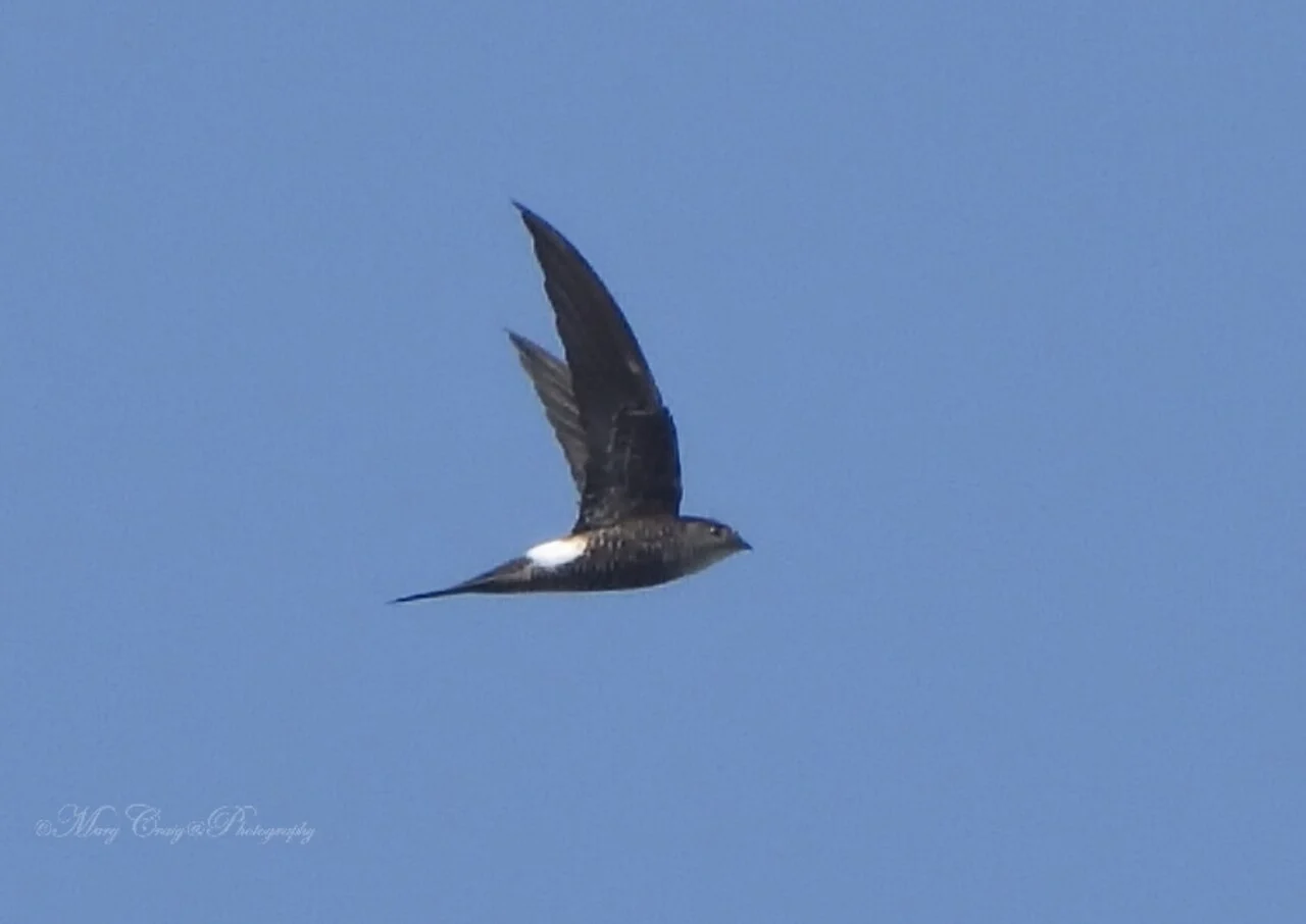 Pacific Swift (Apus pacificus) — photo 1 of 5