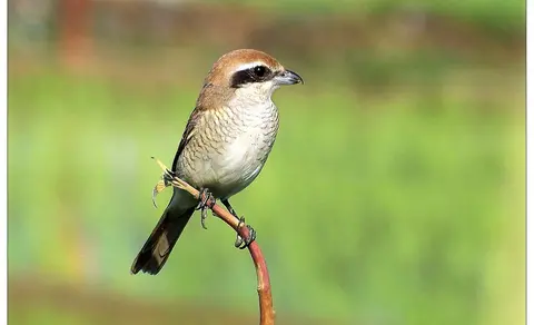 Brown Shrike (Lanius cristatus) — photo 2 of 8