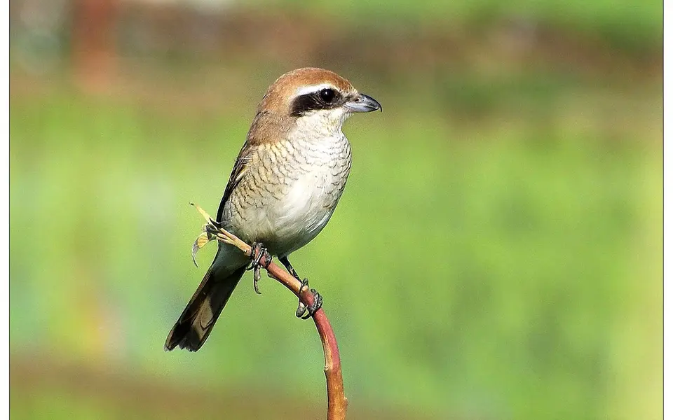 Brown Shrike (Lanius cristatus) — photo 2 of 8