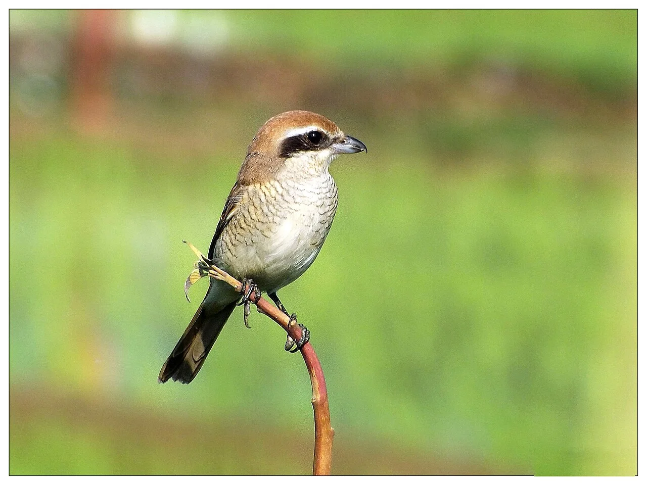 Brown Shrike (Lanius cristatus) — photo 2 of 8