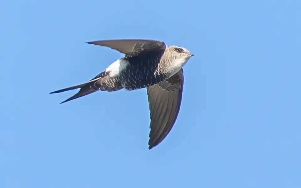 Pacific Swift (Apus pacificus) — photo 4 of 5