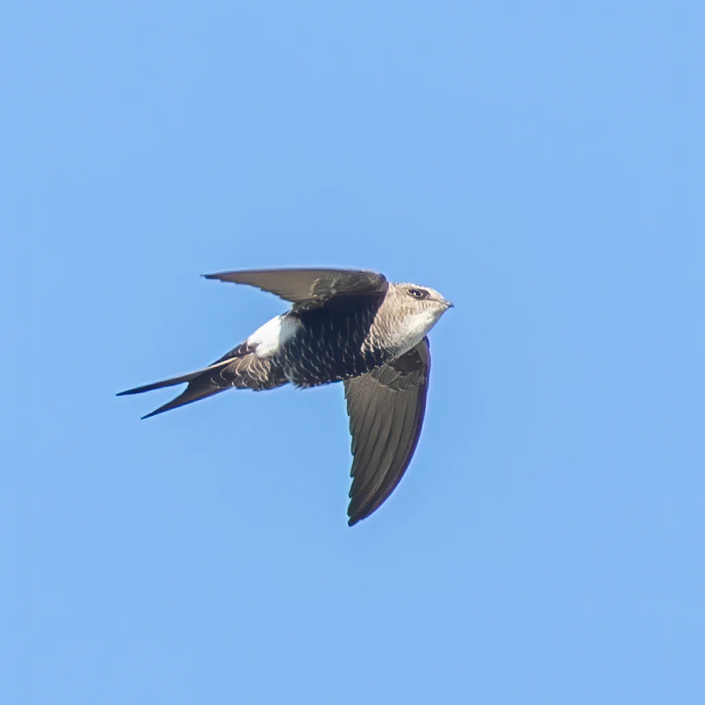 Pacific Swift (Apus pacificus) — photo 4 of 5