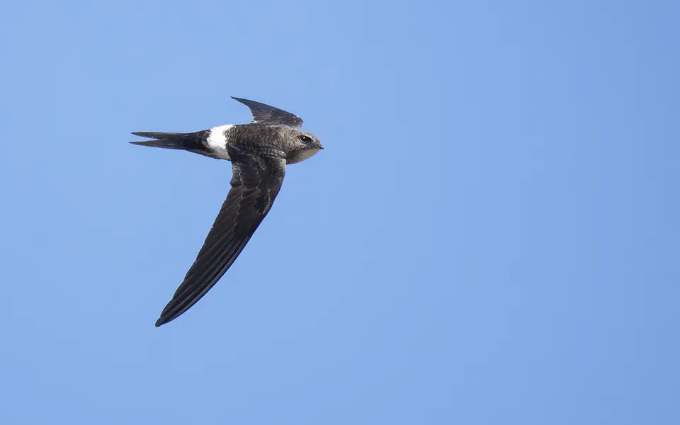 Pacific Swift (Apus pacificus) — photo 5 of 5