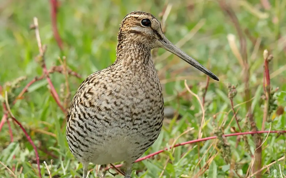 Pin-tailed Snipe (Gallinago stenura) — photo 4 of 8