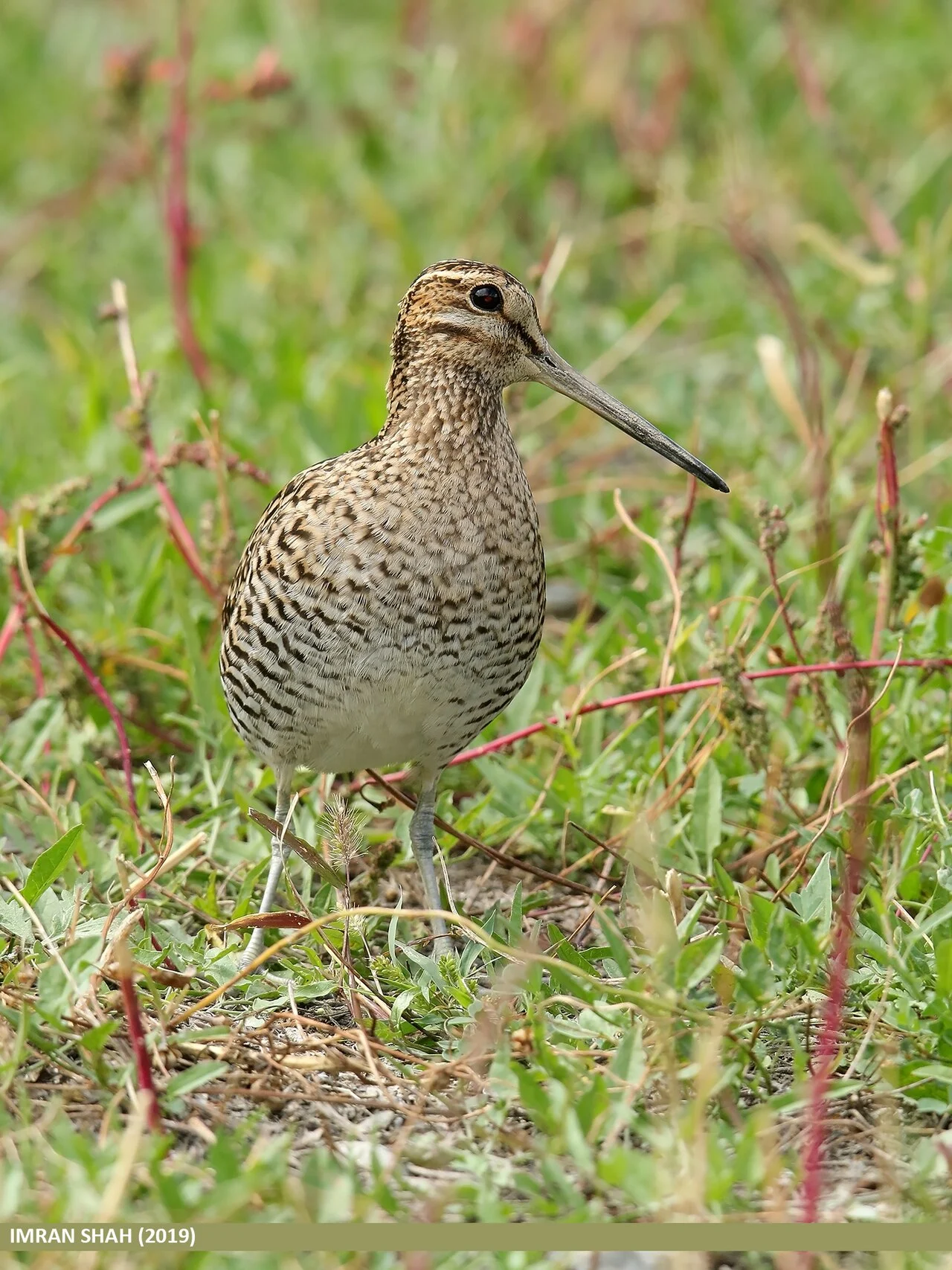 Pin-tailed Snipe (Gallinago stenura) — photo 4 of 8