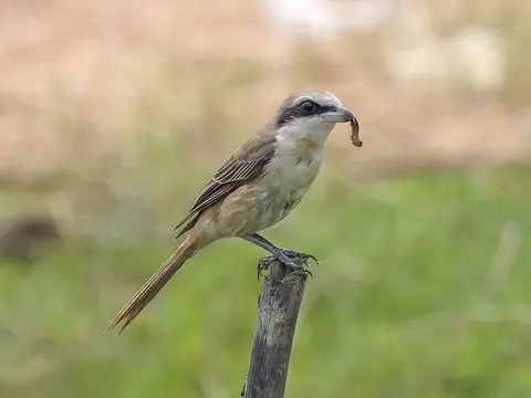 Brown Shrike