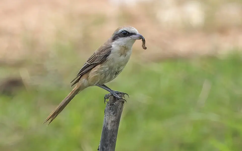 Brown Shrike (Lanius cristatus) — photo 1 of 8