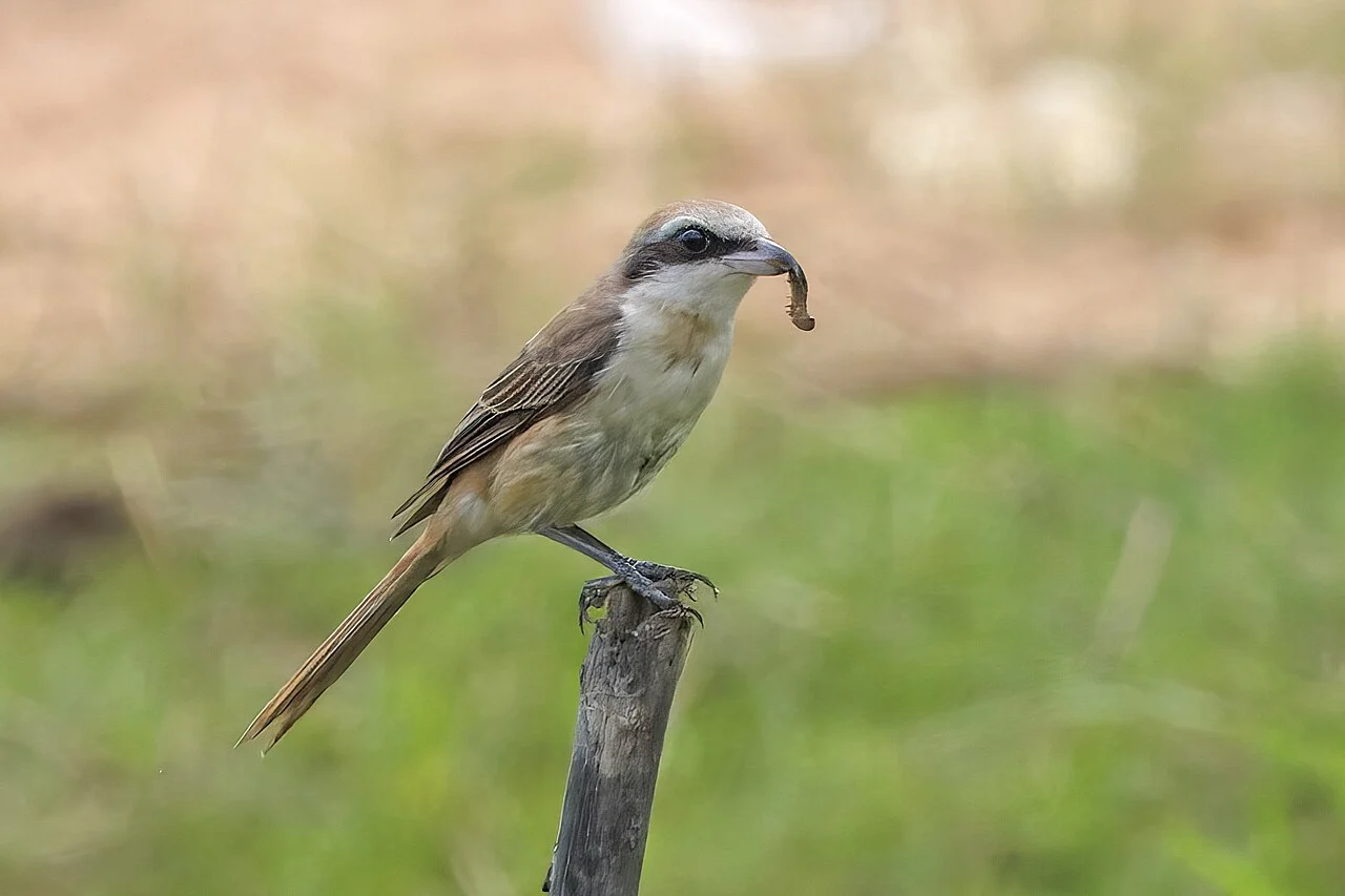 Brown Shrike (Lanius cristatus) — photo 1 of 8