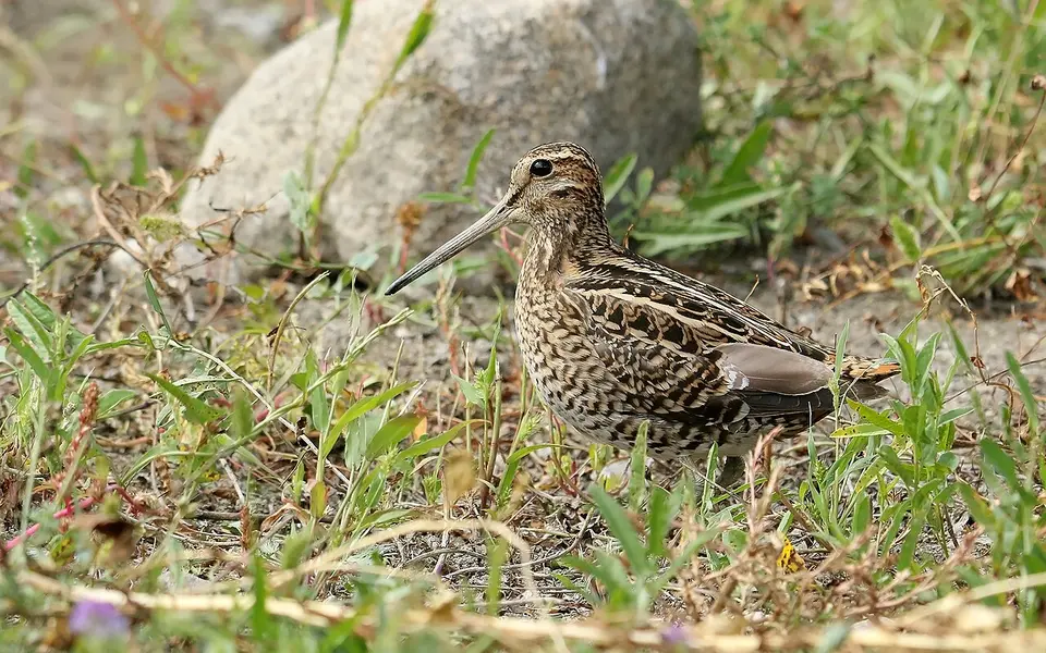 Pin-tailed Snipe (Gallinago stenura) — photo 1 of 8