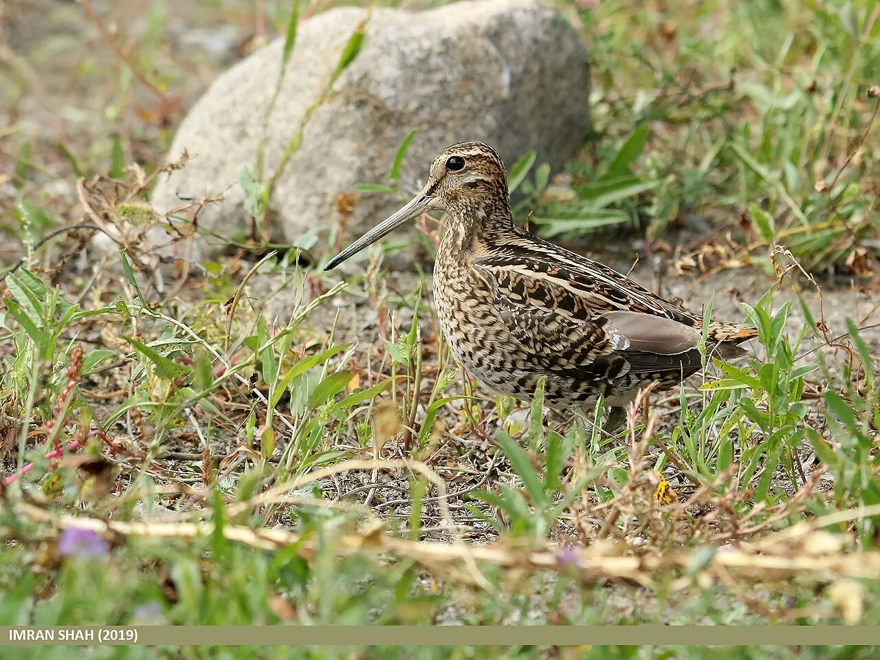 Pin-tailed Snipe (Gallinago stenura) — photo 1 of 8