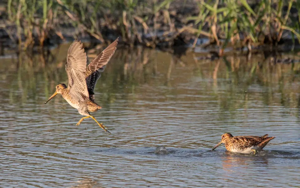 Pin-tailed Snipe (Gallinago stenura) — photo 5 of 8