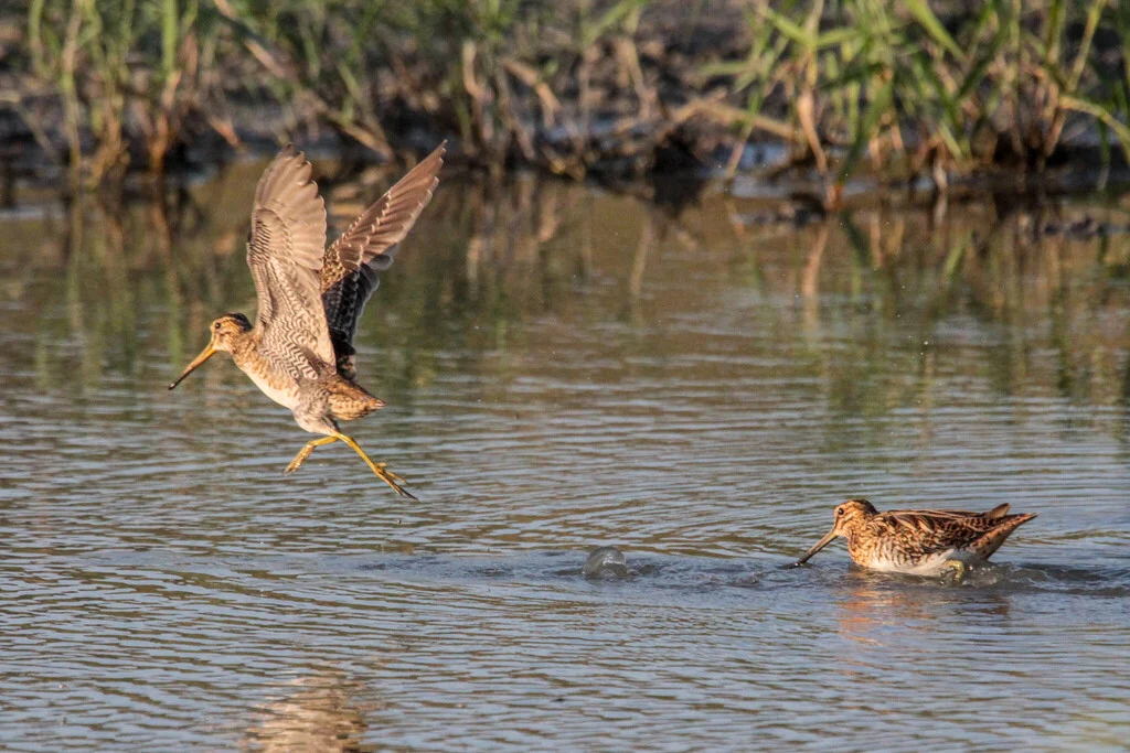 Pin-tailed Snipe (Gallinago stenura) — photo 5 of 8