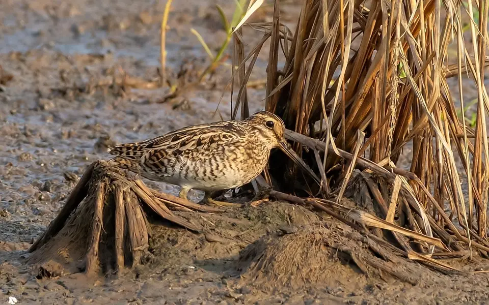 Pin-tailed Snipe (Gallinago stenura) — photo 6 of 8