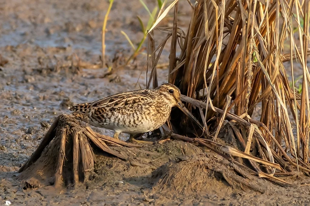 Pin-tailed Snipe (Gallinago stenura) — photo 6 of 8