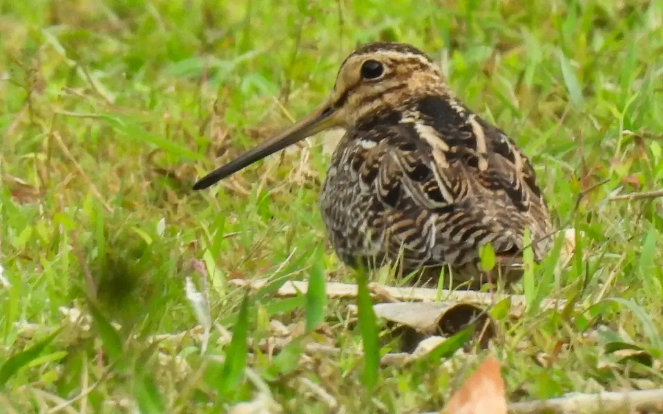 Pin-tailed Snipe (Gallinago stenura) — photo 7 of 8