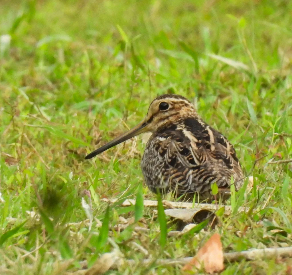 Pin-tailed Snipe (Gallinago stenura) — photo 7 of 8