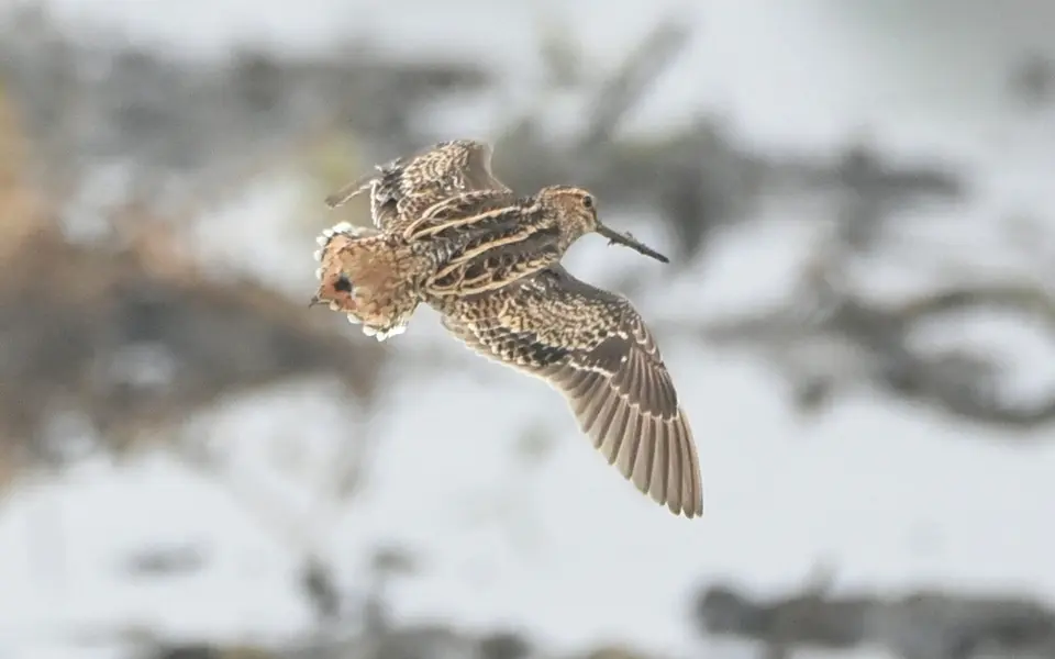 Pin-tailed Snipe (Gallinago stenura) — photo 8 of 8