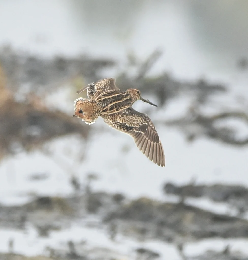 Pin-tailed Snipe (Gallinago stenura) — photo 8 of 8