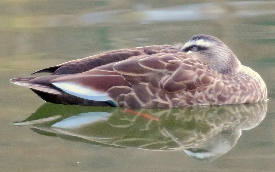 Eastern Spot-billed Duck (Anas zonorhyncha) — photo 3 of 6