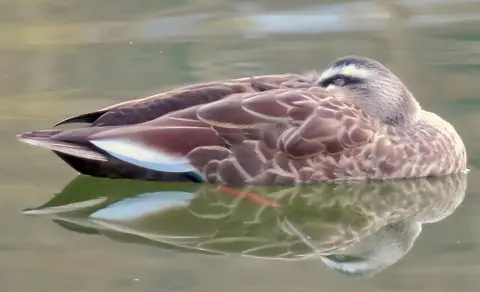 Eastern Spot-billed Duck (Anas zonorhyncha) — photo 3 of 6