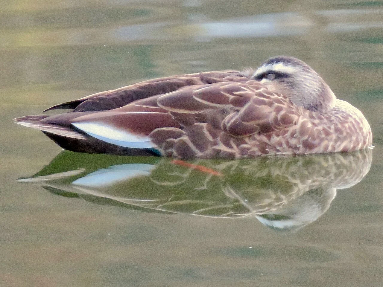 Eastern Spot-billed Duck (Anas zonorhyncha) — photo 3 of 6