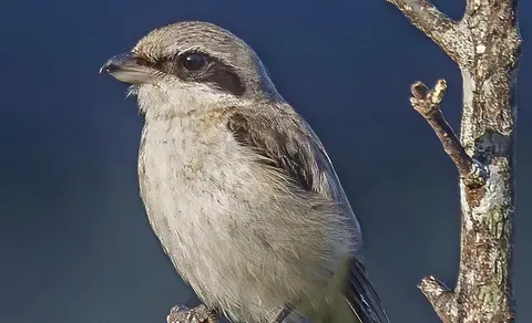 Brown Shrike (Lanius cristatus) — photo 3 of 8