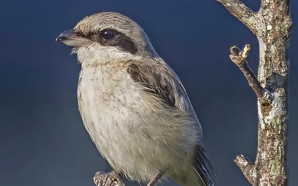 Brown Shrike (Lanius cristatus) — photo 3 of 8