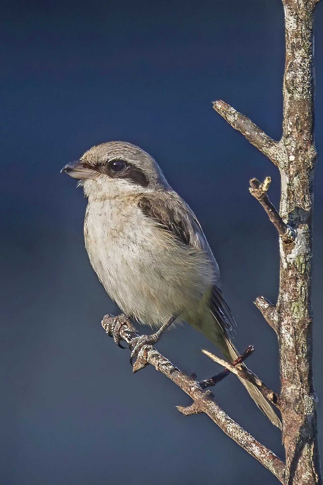 Brown Shrike (Lanius cristatus) — photo 3 of 8