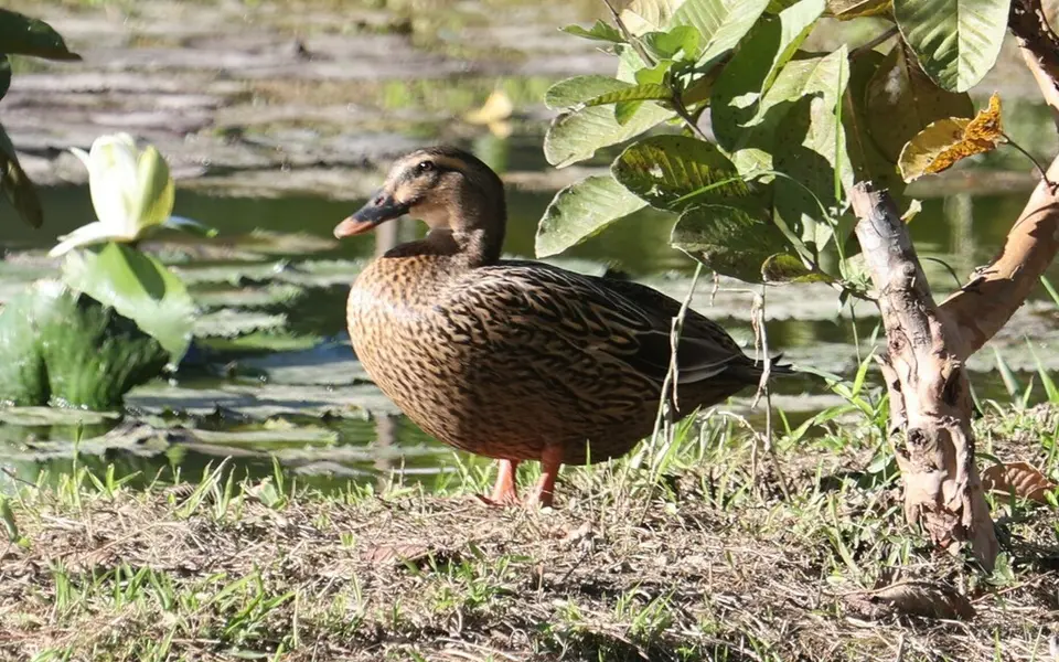 Eastern Spot-billed Duck (Anas zonorhyncha) — photo 4 of 6