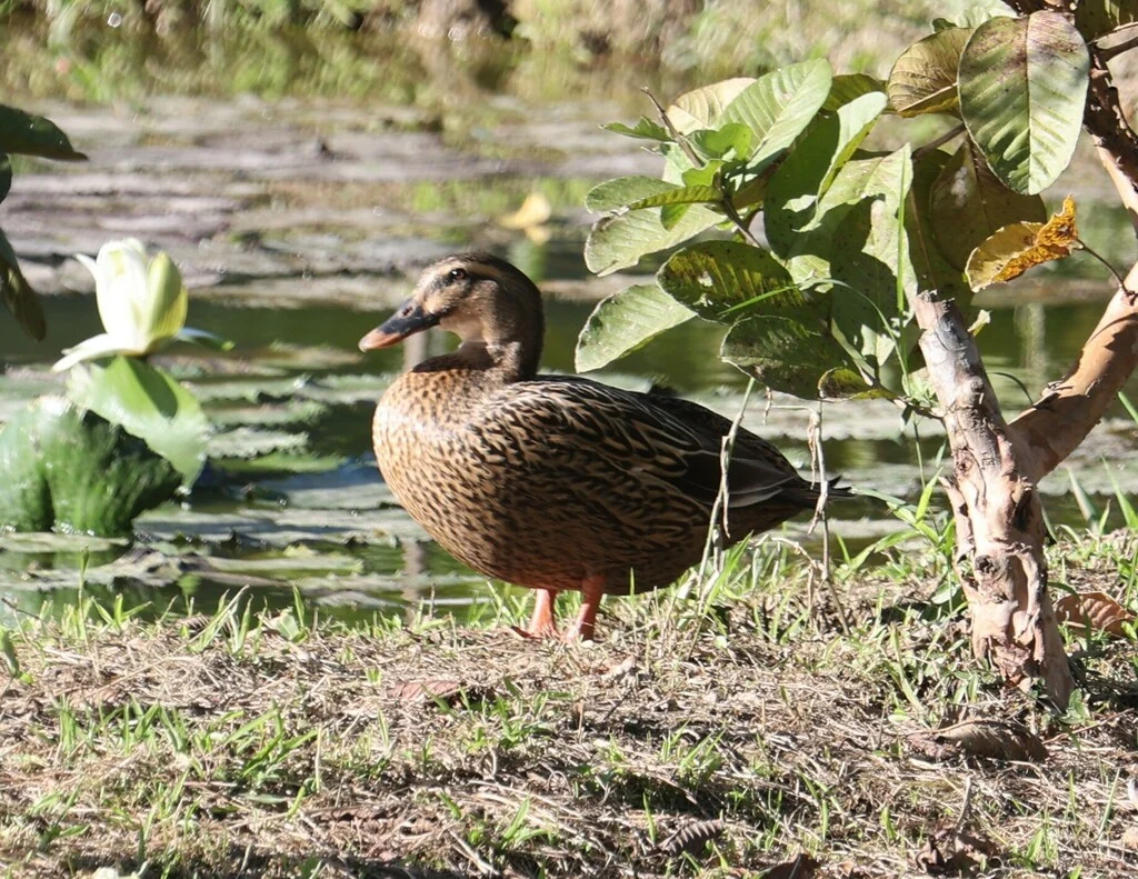 Eastern Spot-billed Duck (Anas zonorhyncha) — photo 4 of 6