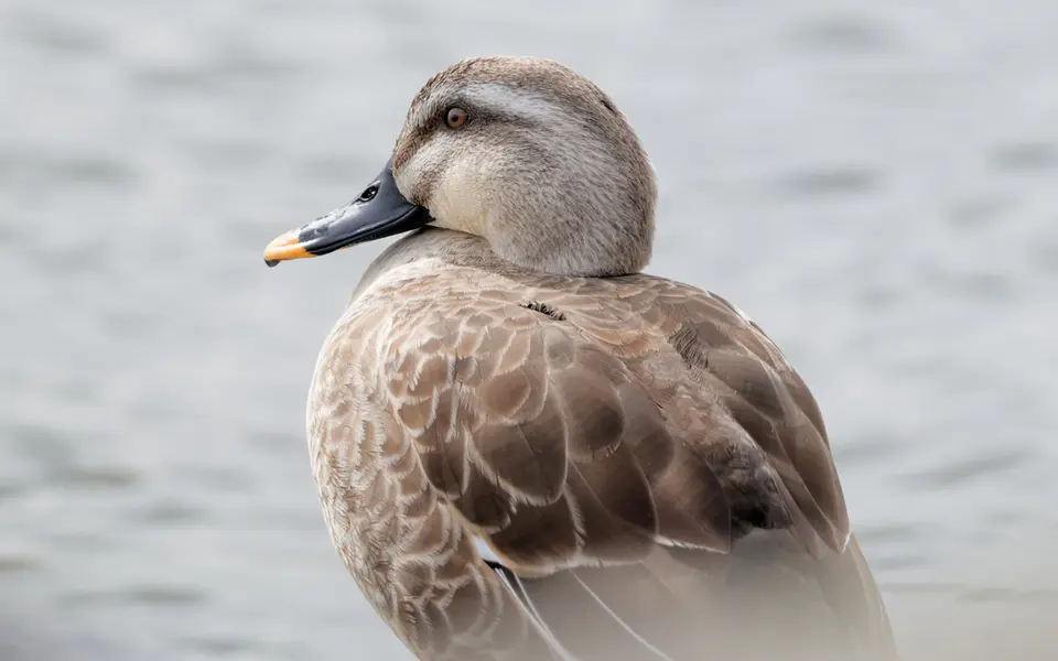 Eastern Spot-billed Duck (Anas zonorhyncha) — photo 1 of 6