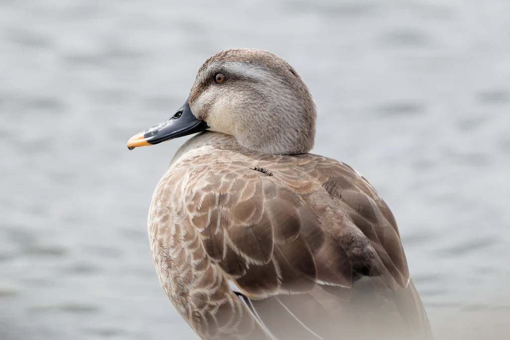 Eastern Spot-billed Duck (Anas zonorhyncha) — photo 1 of 6