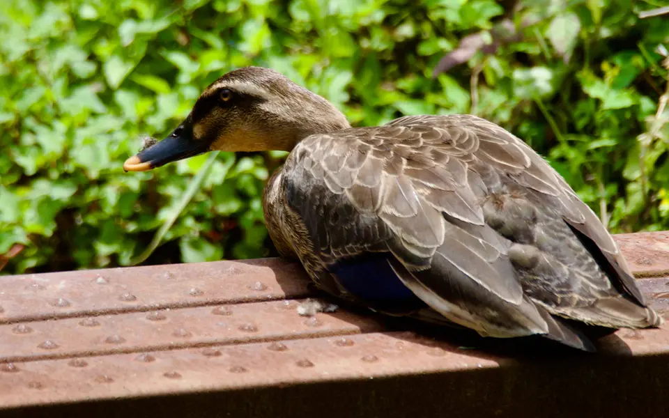 Eastern Spot-billed Duck (Anas zonorhyncha) — photo 5 of 6