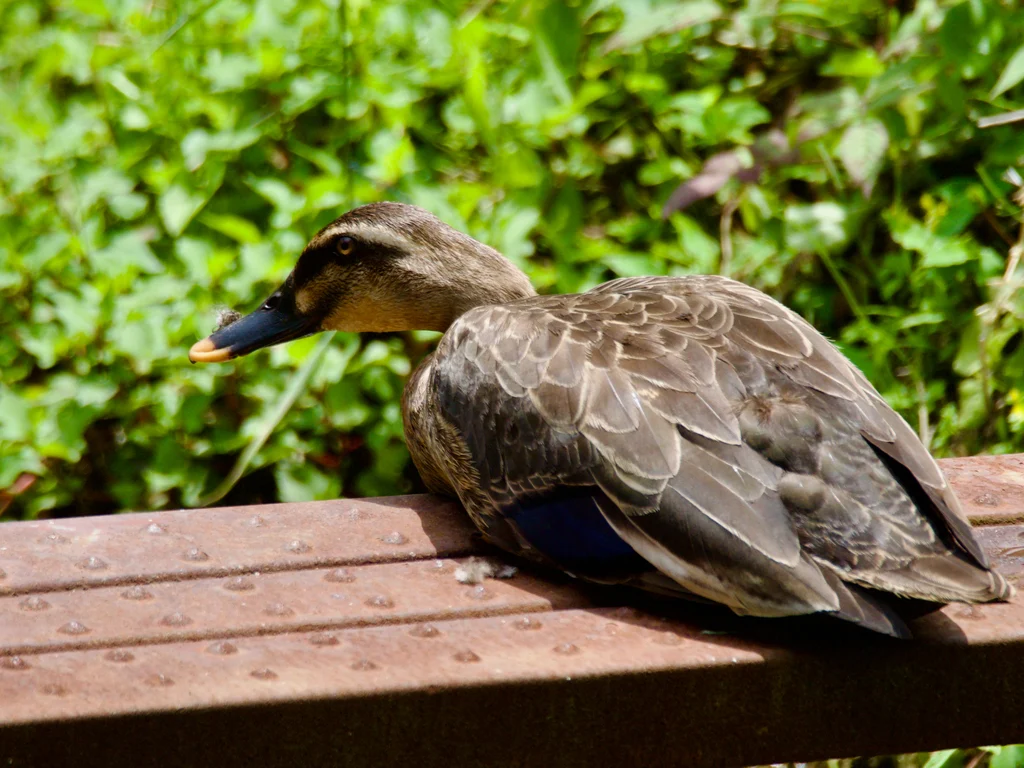 Eastern Spot-billed Duck (Anas zonorhyncha) — photo 5 of 6