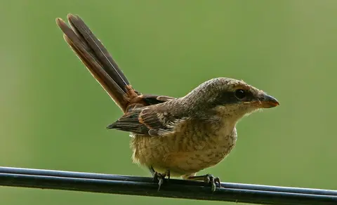 Long-tailed Shrike (Lanius schach) — photo 2 of 8