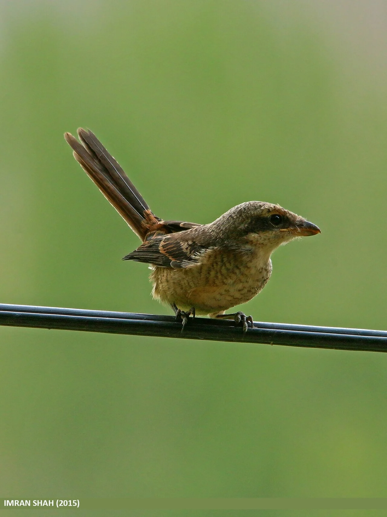 Long-tailed Shrike (Lanius schach) — photo 2 of 8