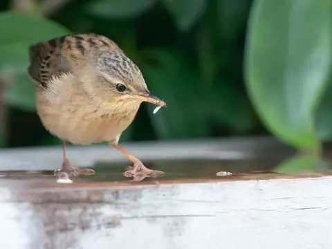 Pallas's Grasshopper Warbler