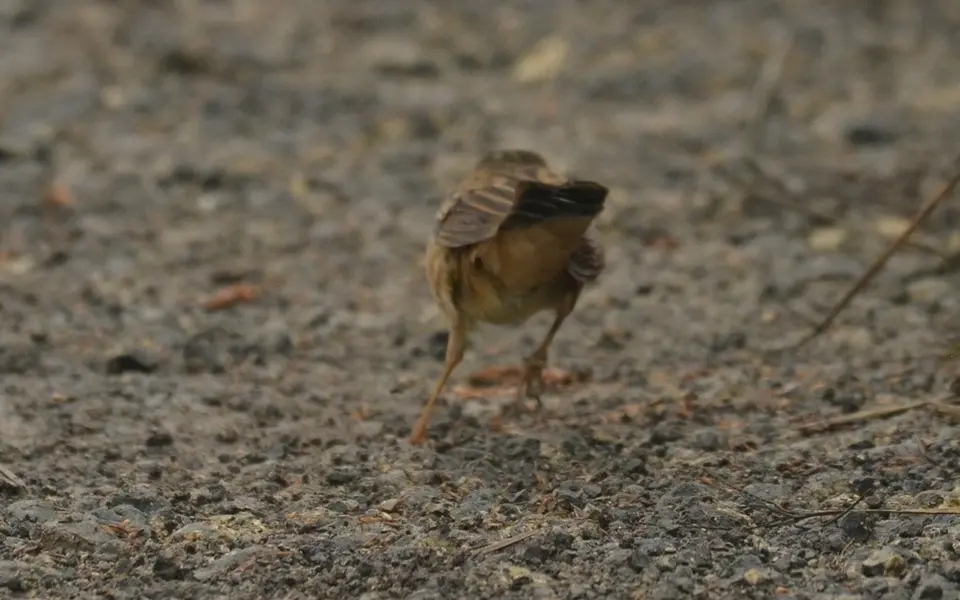 Pallas's Grasshopper Warbler (Locustella certhiola) — photo 2 of 4
