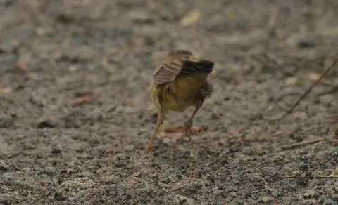 Pallas's Grasshopper Warbler (Locustella certhiola) — photo 2 of 4