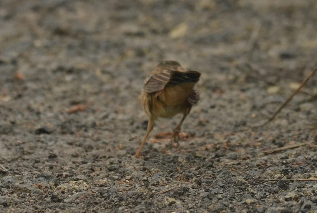 Pallas's Grasshopper Warbler (Locustella certhiola) — photo 2 of 4