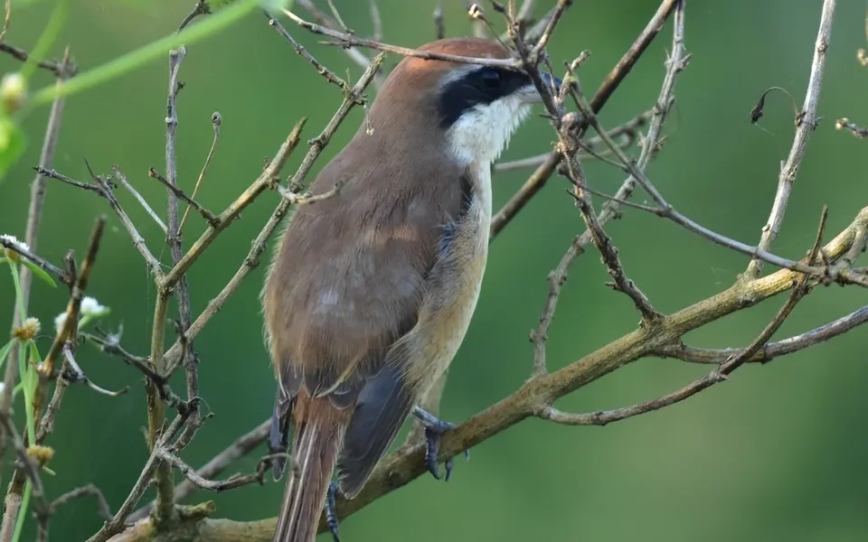 Brown Shrike (Lanius cristatus) — photo 4 of 8