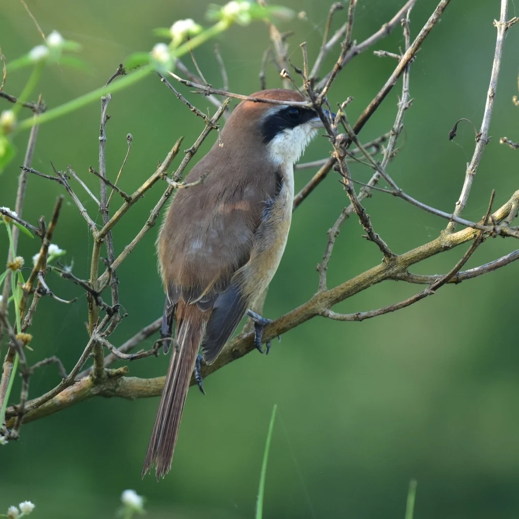 Brown Shrike (Lanius cristatus) — photo 4 of 8
