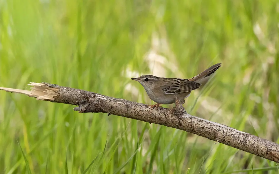 Pallas's Grasshopper Warbler (Locustella certhiola) — photo 3 of 4