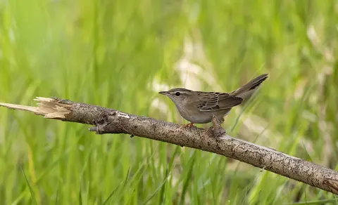 Pallas's Grasshopper Warbler (Locustella certhiola) — photo 3 of 4