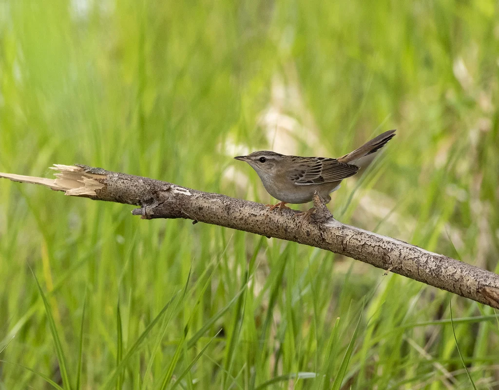 Pallas's Grasshopper Warbler (Locustella certhiola) — photo 3 of 4