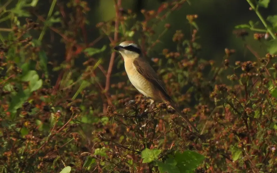 Brown Shrike (Lanius cristatus) — photo 5 of 8