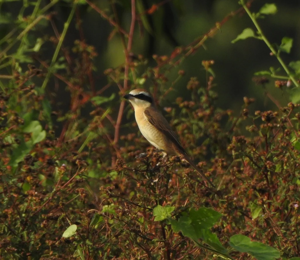 Brown Shrike (Lanius cristatus) — photo 5 of 8