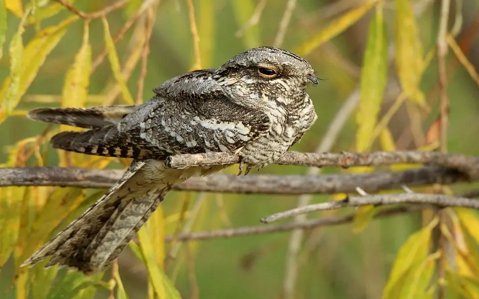 Eurasian Nightjar (Caprimulgus europaeus) — photo 2 of 3