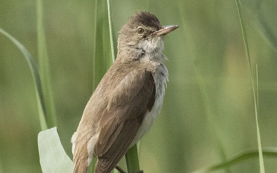 Great Reed Warbler